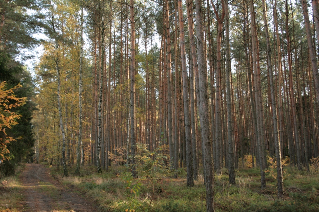 Brdskou krajinou na zříceninu Valdek