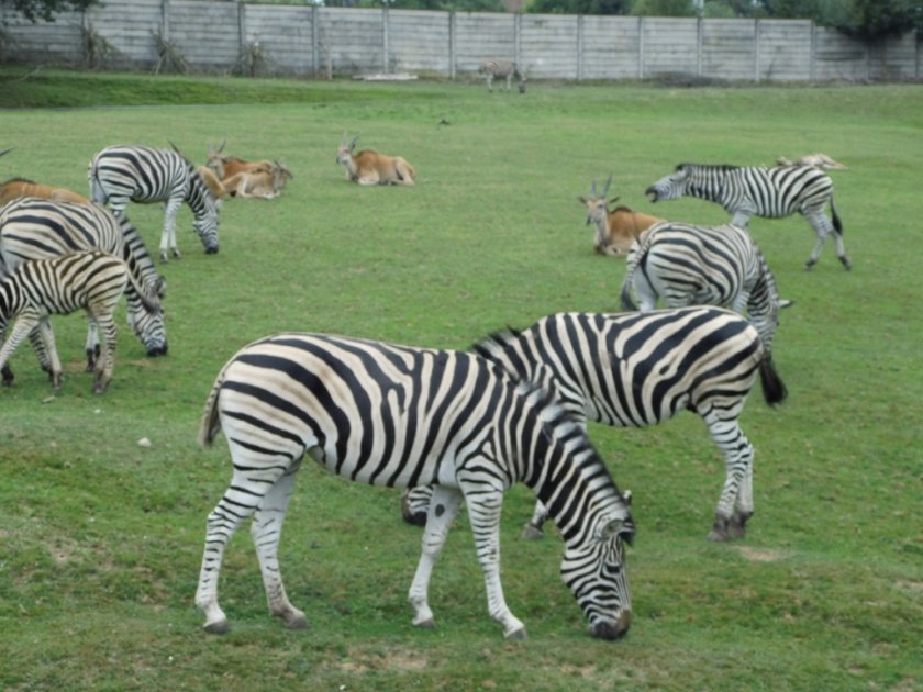 Výlet do ZOO Dvůr Králové