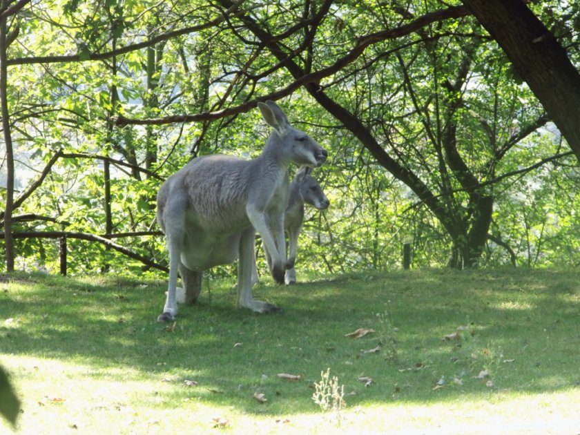 Cestou, necestou pražskou zoologickou zahradou