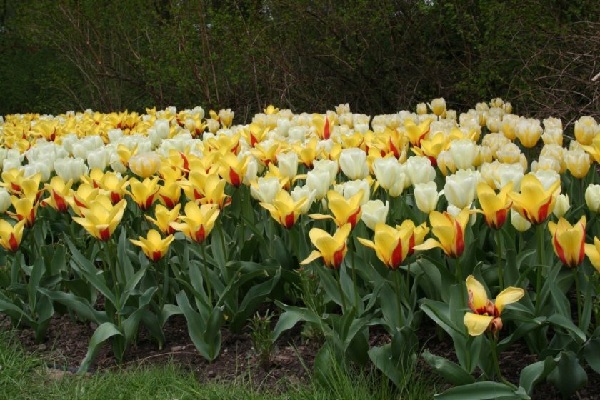 Botanická a Dendrologická zahrada v Průhonicích