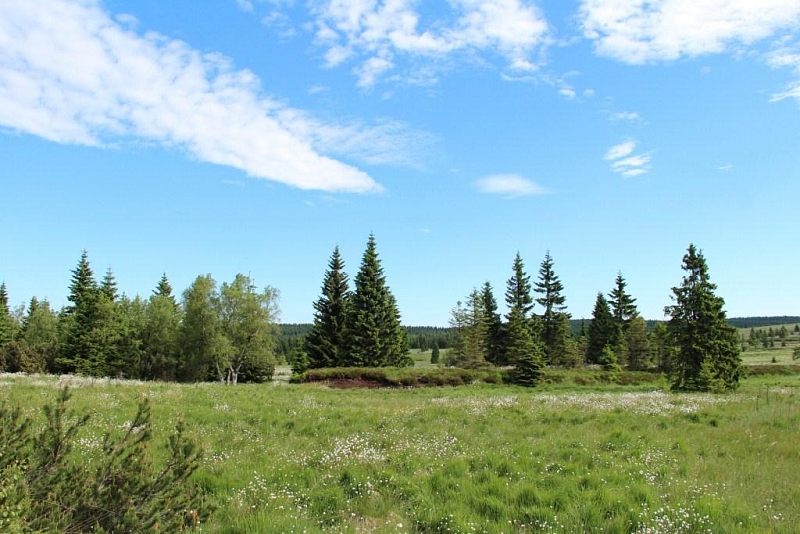 Boží Dar moss