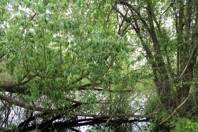 Hrabanovská černava