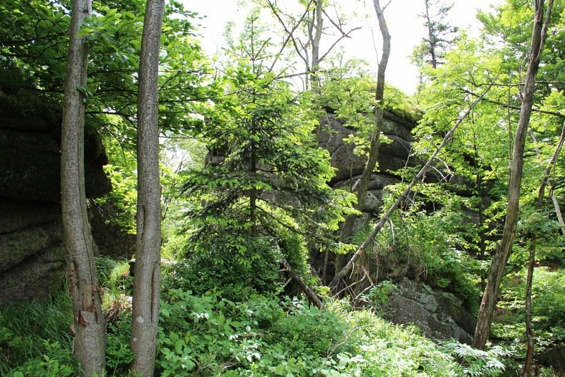 Jizerskohorské bučiny