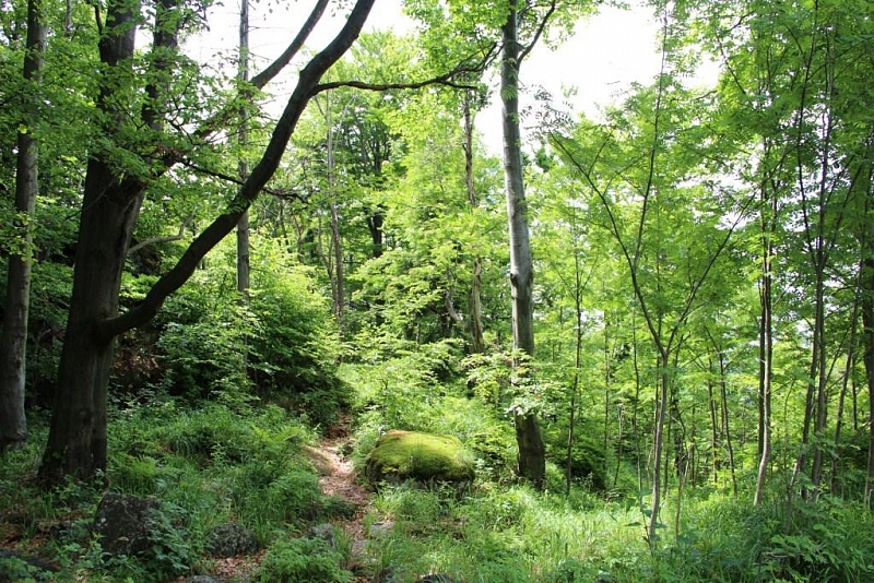 Jizerskohorské bučiny