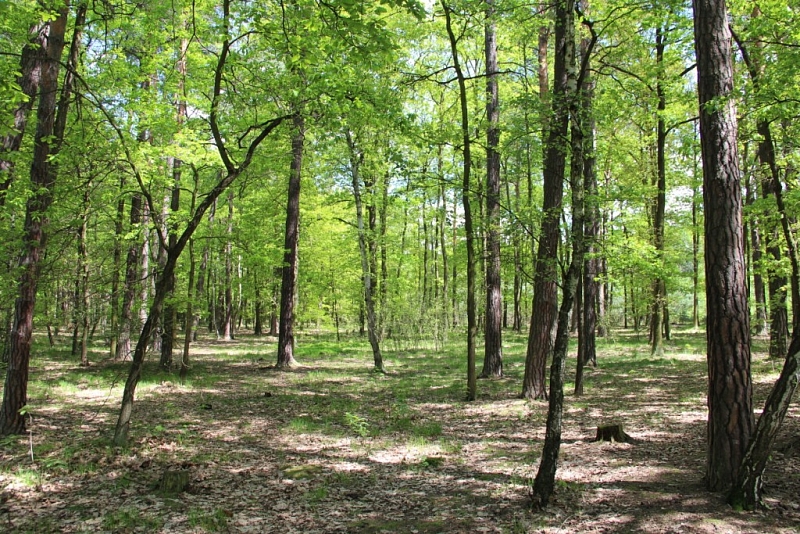 Klánovice Forest - Cyrilov