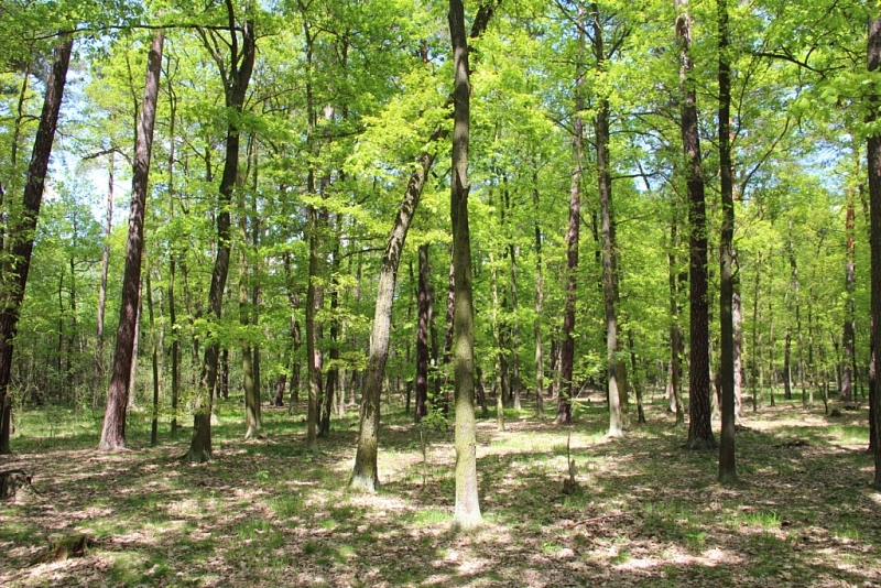 Klánovice Wald - Cyrilov