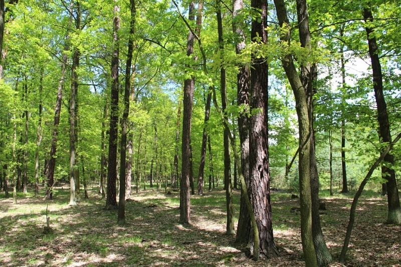 Klánovice Wald - Cyrilov