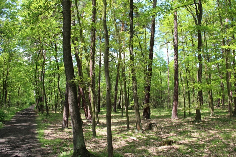 Klánovice Wald - Cyrilov