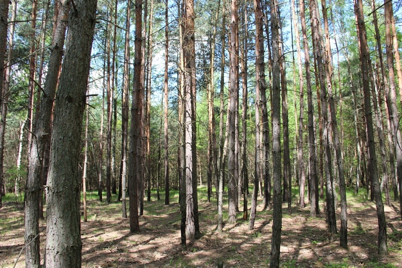 Klánovice Wald - Cyrilov