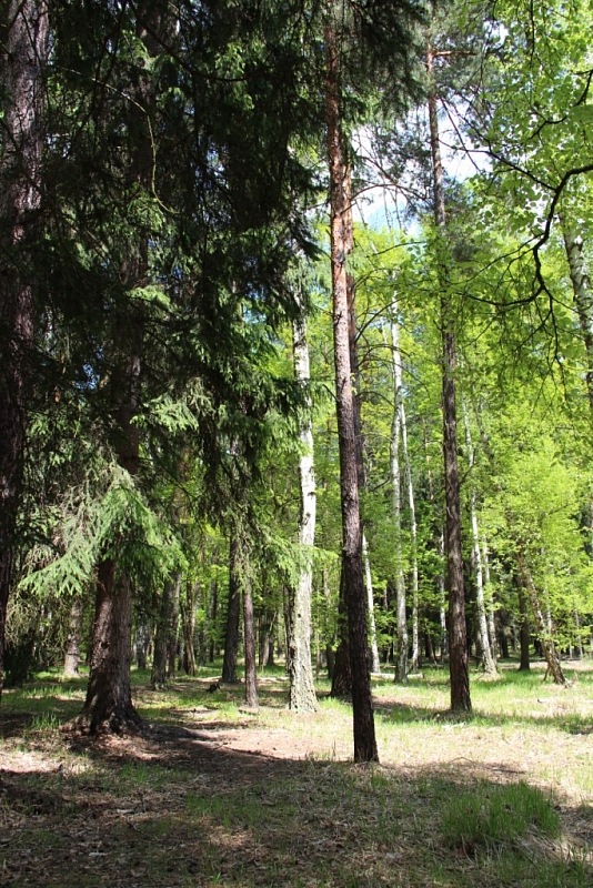 Klánovice Wald - Cyrilov
