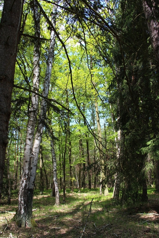 Klánovice Wald - Cyrilov
