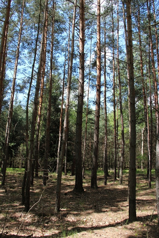 Klánovice Wald - Cyrilov