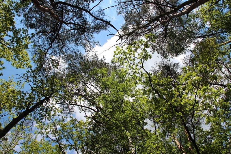 Klánovice Wald - Cyrilov