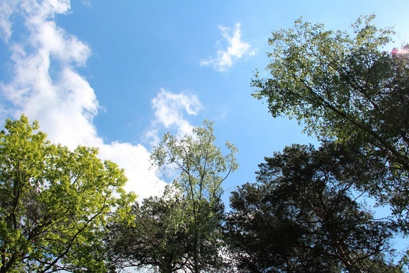 Klánovice Wald - Cyrilov
