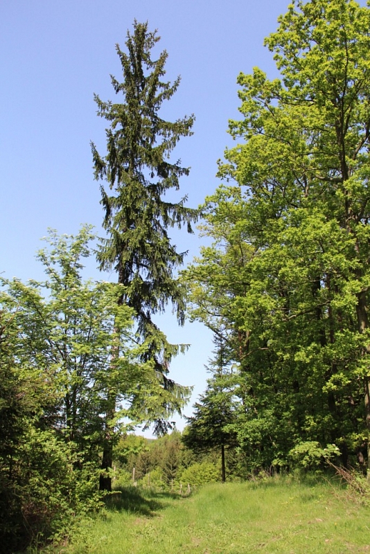 Lavičky - Kosova Berg