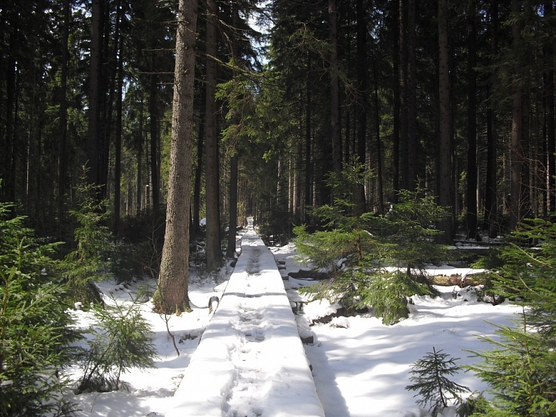 Mossy lakes on Rejvíz