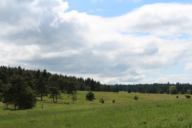 Mokřady pod Vlčkem