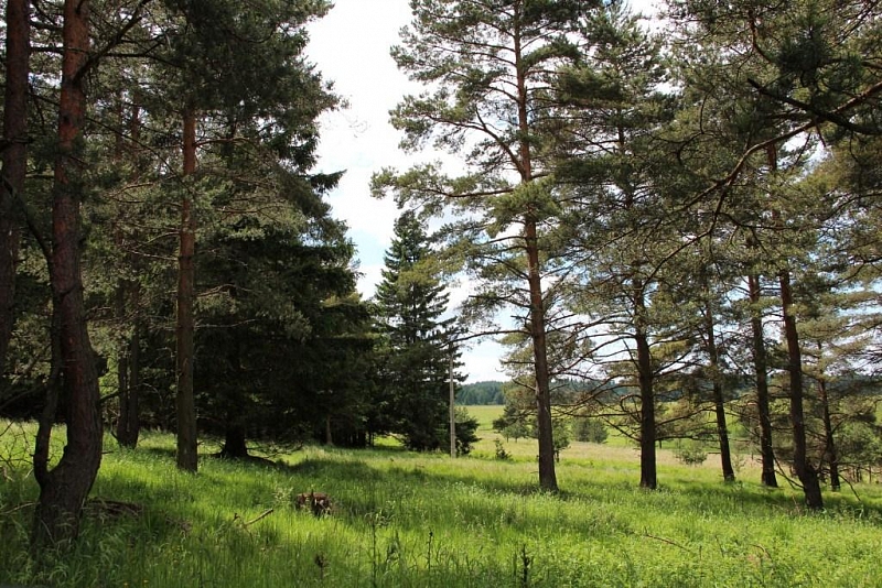 Mokřady pod Vlčkem