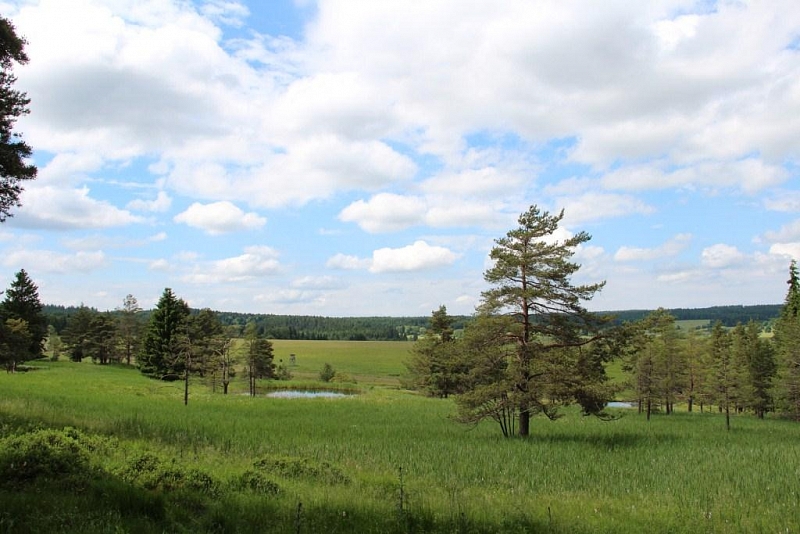Mokřady pod Vlčkem