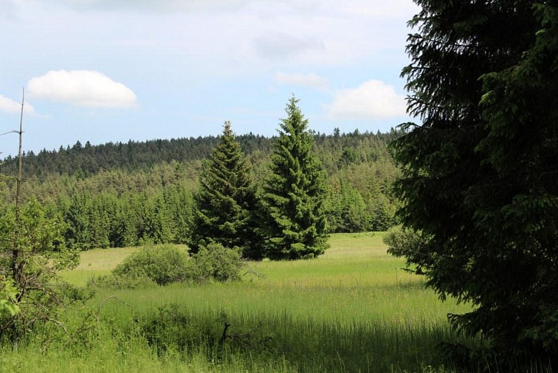 Mokřady pod Vlčkem