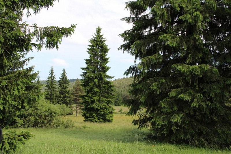 Mokřady pod Vlčkem