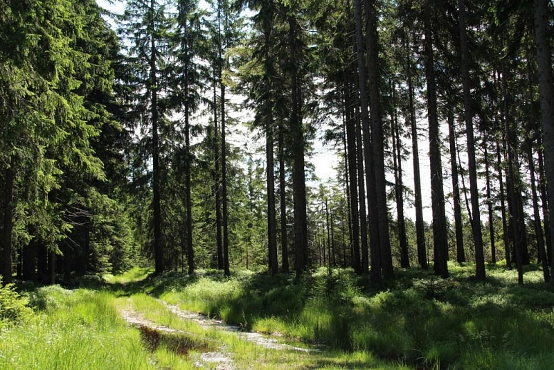 Rolavská vrchoviště