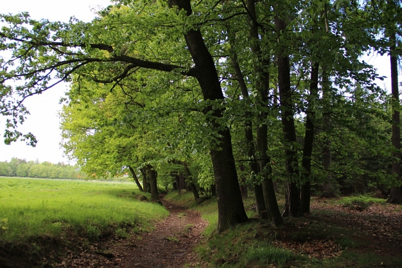 Buchenwälder von Voděradské