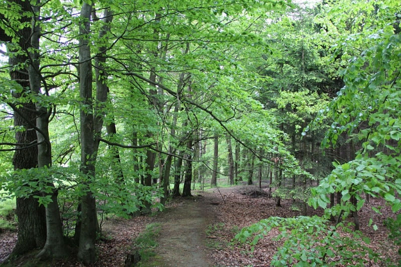 Voděradské beech forests