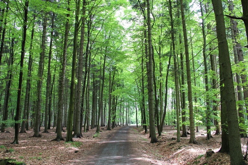 Voděradské beech forests
