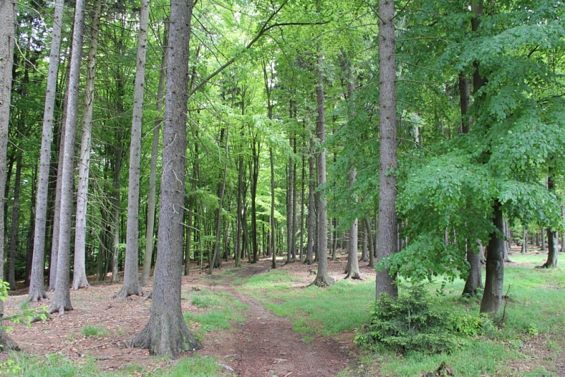 Voděradské beech forests