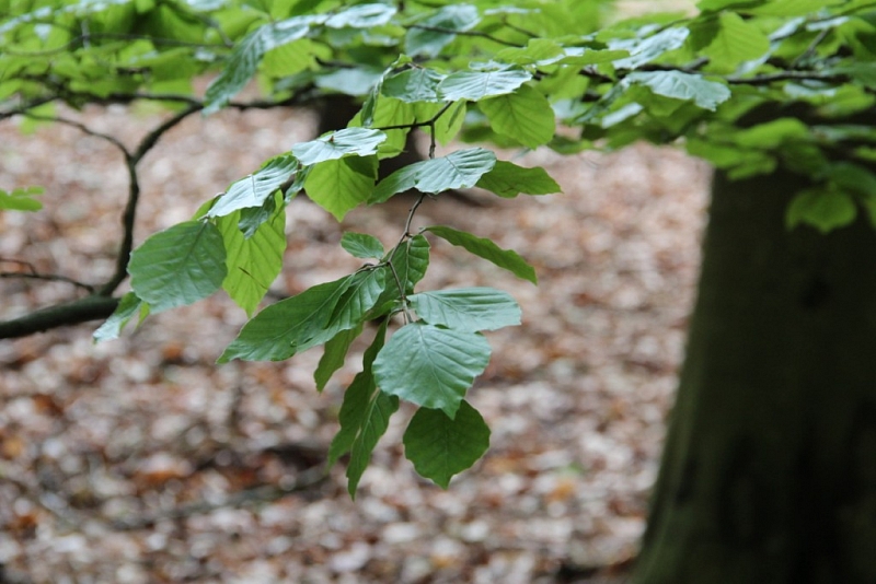 Voděradské beech forests