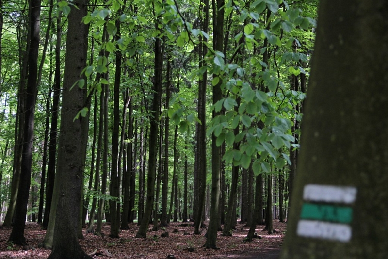 Voděradské beech forests