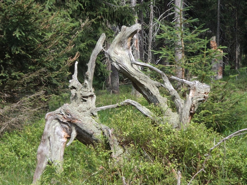 Černohorská rašeliniště