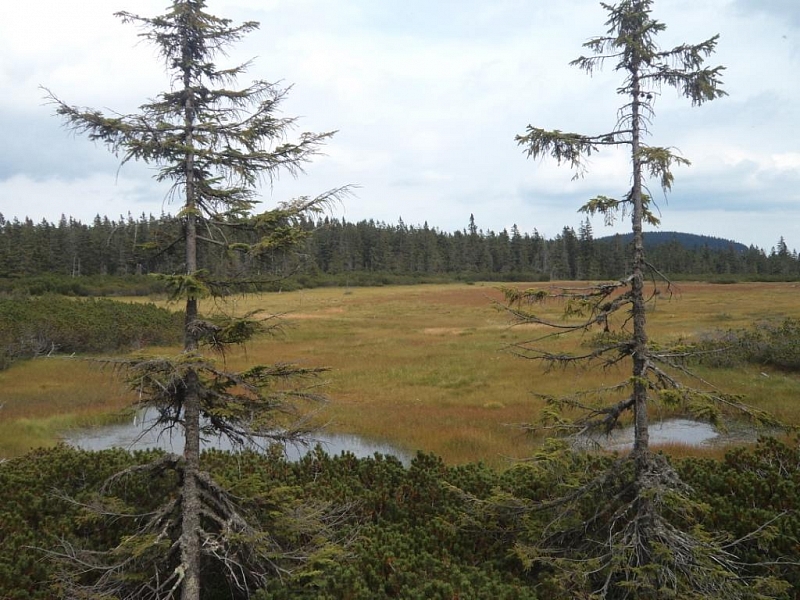 Černohorská rašeliniště