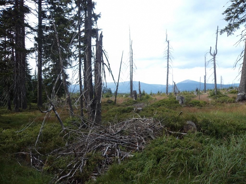 Černohorská rašeliniště