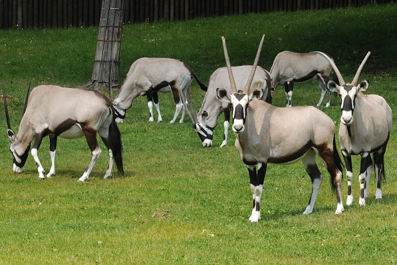 ZOO Olomouc