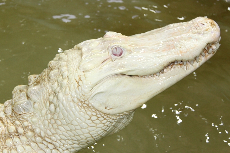 Krokodýlí ZOO Protivín