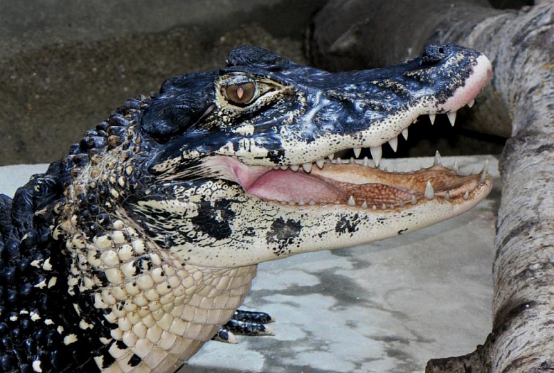 Krokodýlí ZOO Protivín