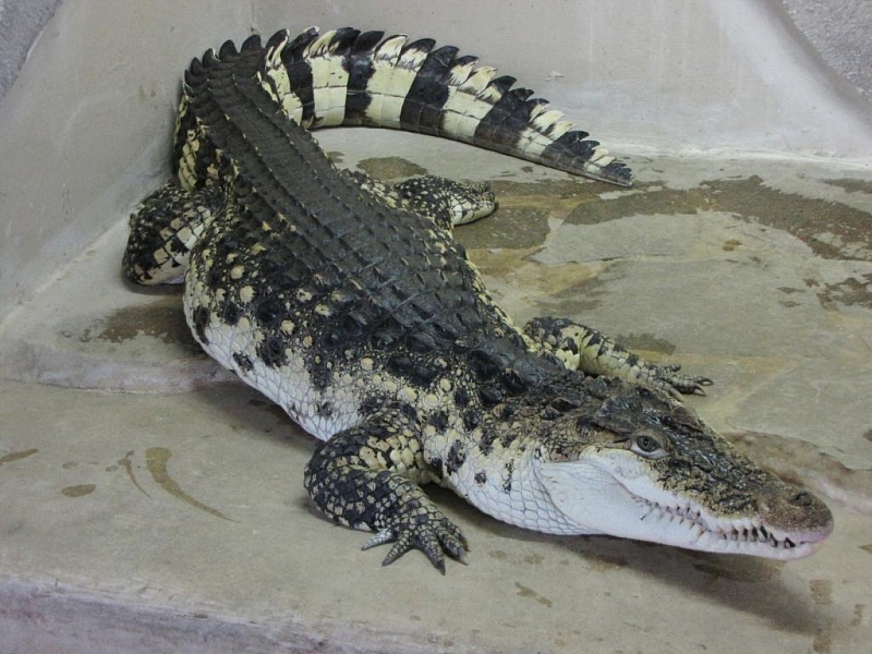 Krokodýlí ZOO Protivín
