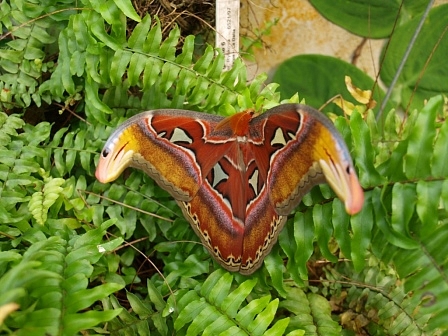 Botanischer Garten der Prager Troja