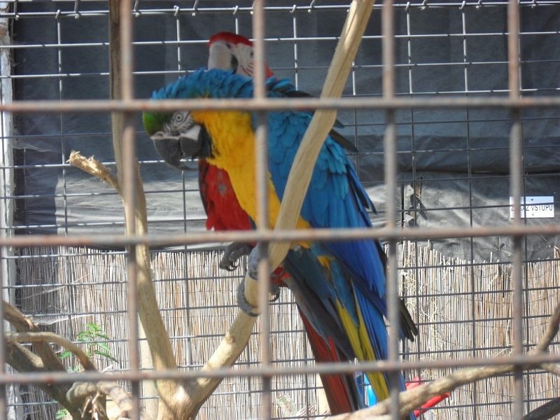 ZOO Dvorec