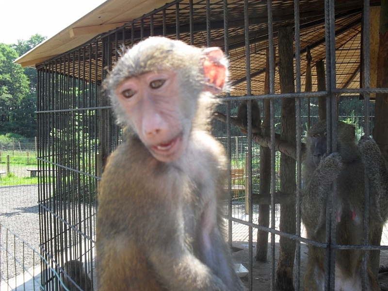 A trip for beasts to the Dvorec ZOO