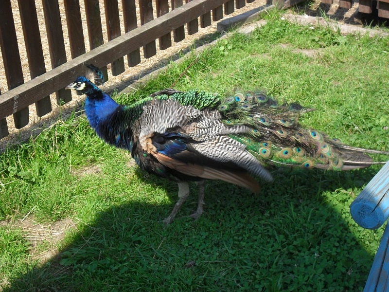 A trip for beasts to the Dvorec ZOO