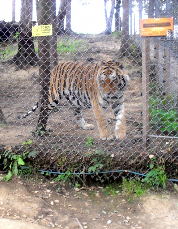 Tabor Zoo