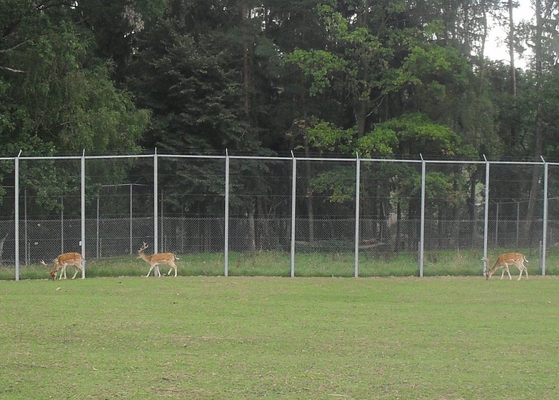 S dětmi na výlet do ZOO Tábor – Větrovy
