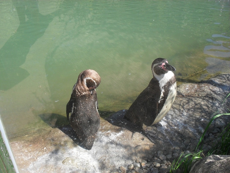 ZOO Plzeň
