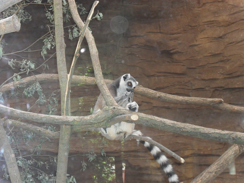 Mit Kindern, die den Pilsener Zoo erkunden und Spaß haben