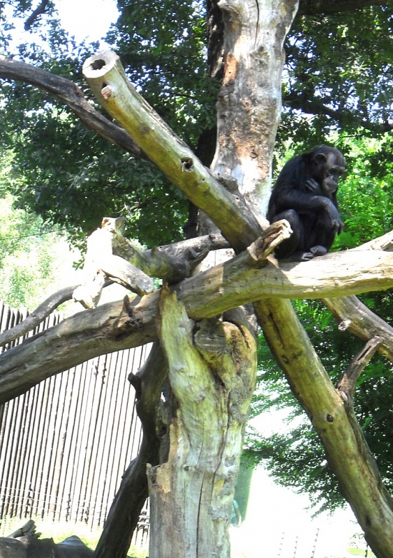 With children exploring and having fun in the Pilsen Zoo