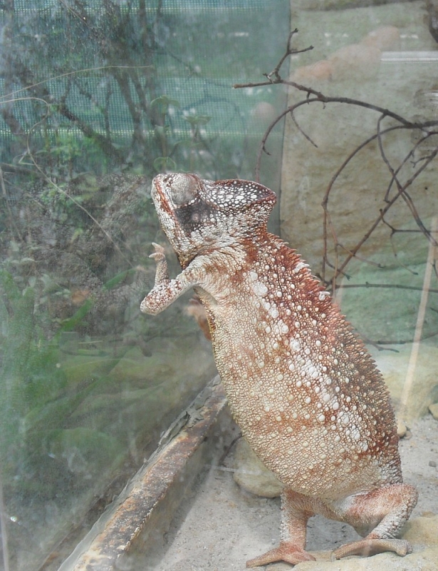 Mit Kindern, die den Pilsener Zoo erkunden und Spaß haben