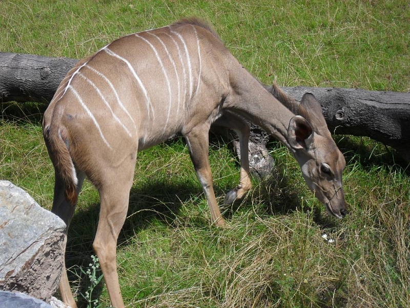 Mit Kindern, die den Pilsener Zoo erkunden und Spaß haben